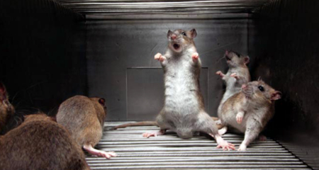 ইঁদুরের উপদ্রব থেকে রক্ষা পাবার উপায় ইঁদুর