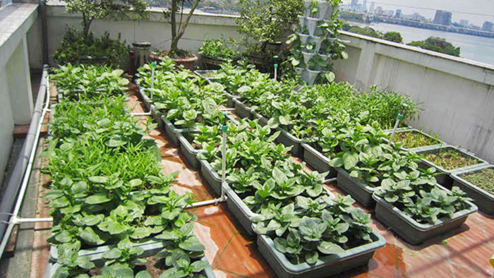 ছাদ-বাগানের মাটি