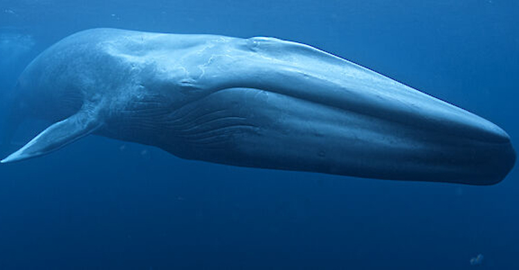 তিমি সংরক্ষণ