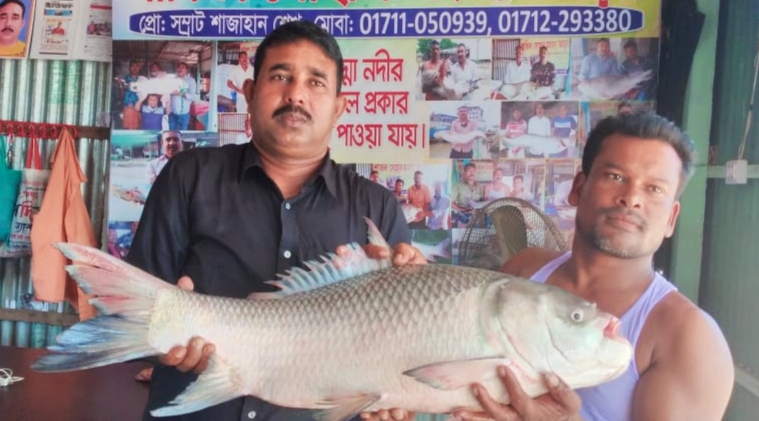 কাতল মাছ