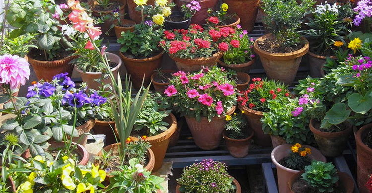 গাছ ও ফুল