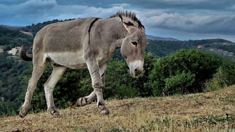 চিড়িয়াখানা
