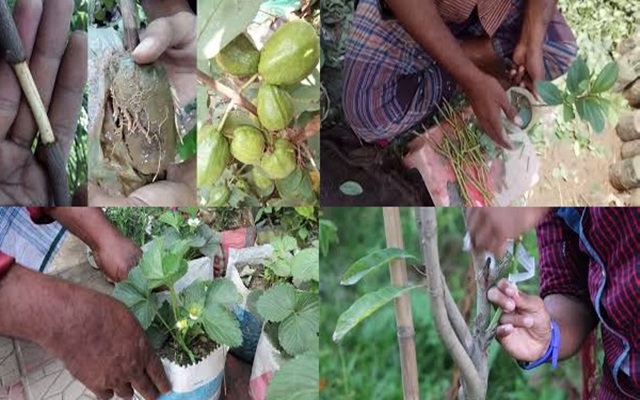 ফলের গাছ