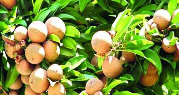 সবেদা-শাঁকালু