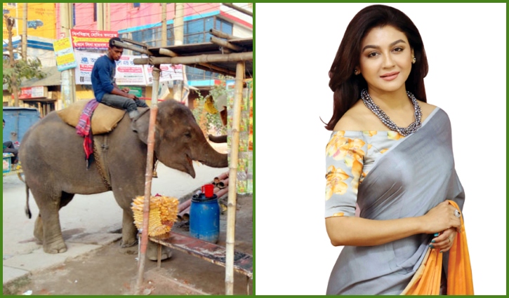 হাতি নির্যাতন