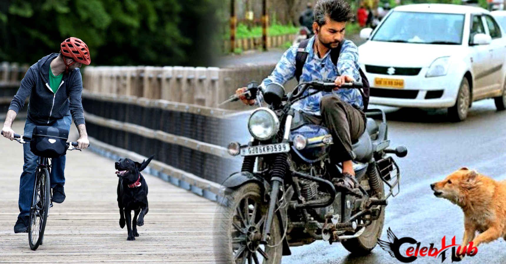 কুকুর তাড়া