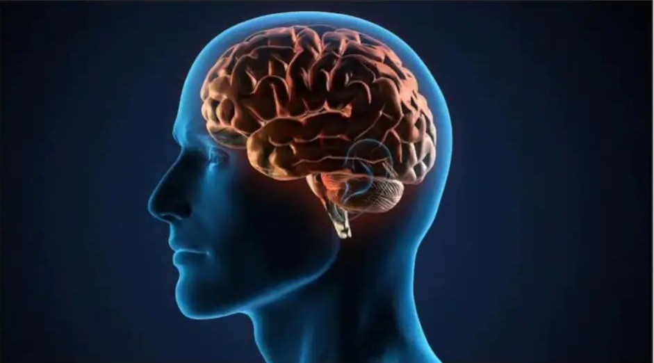 মস্তিষ্কের কর্মক্ষমতা