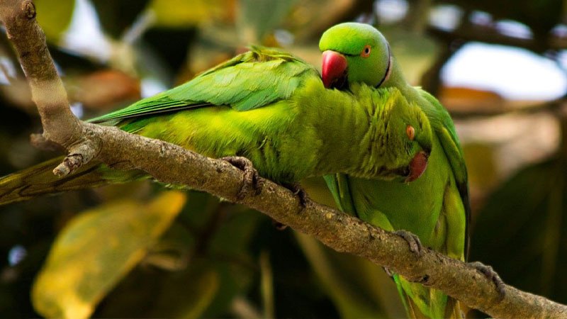 টিয়া পাখির