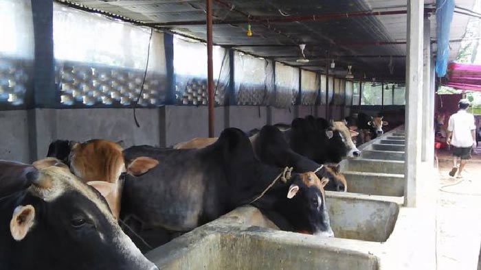 ডেইরী ফার্ম