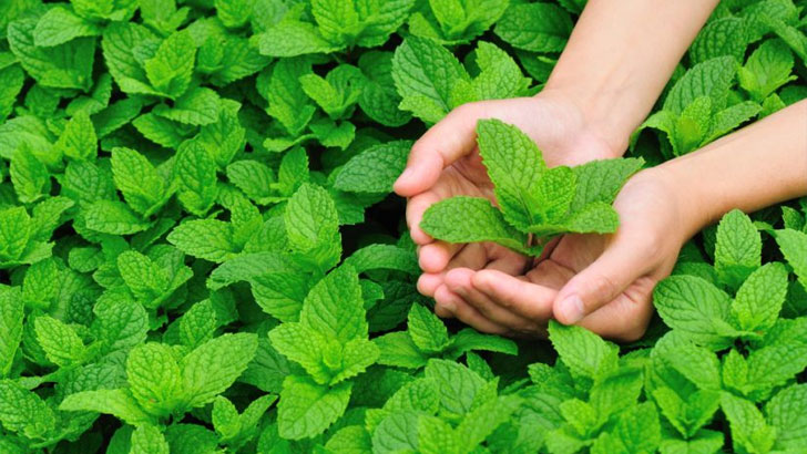 পুদিনা পাতা