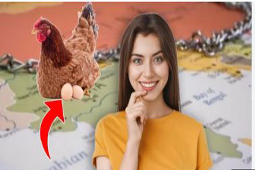 মুরগীর ডিম..