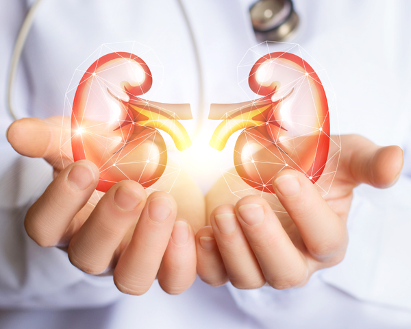 কিডনি সুস্থ