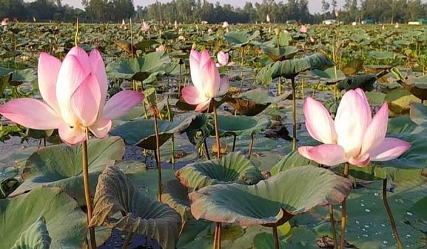 পদ্মবিলের