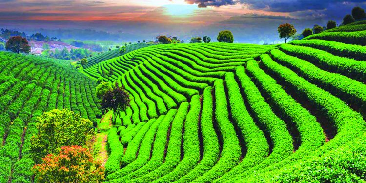 শ্রীমঙ্গল