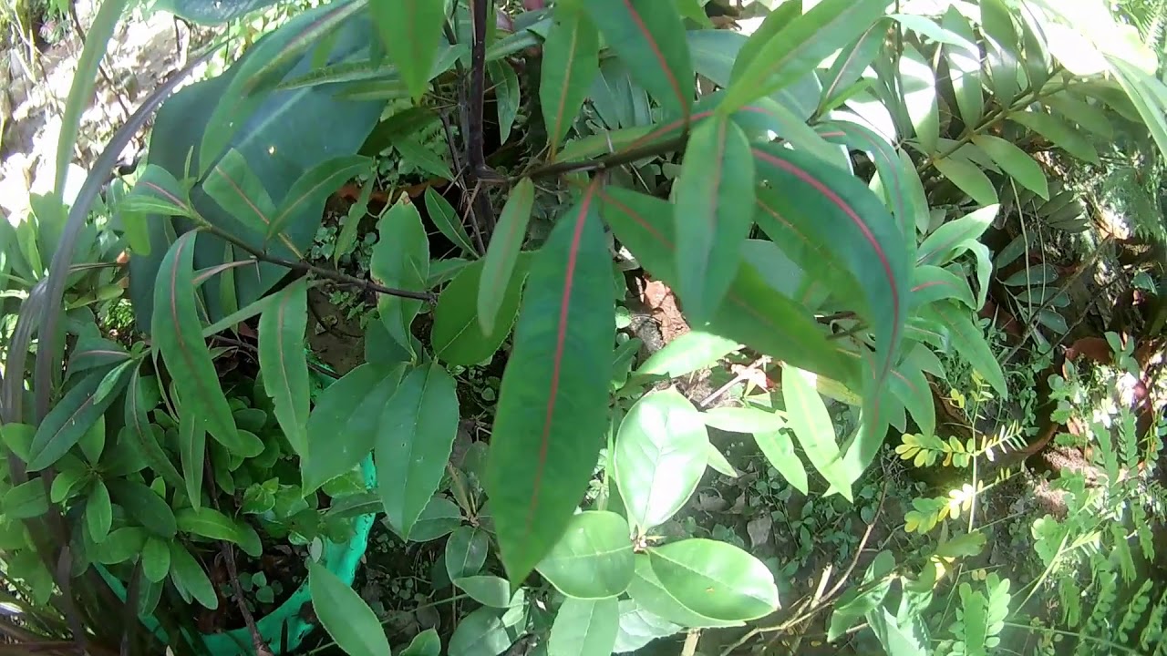 তুড়িচন্ডাল গাছ