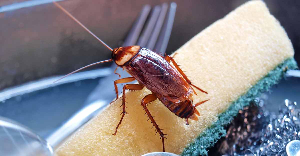 তেলাপোকা দূর করা