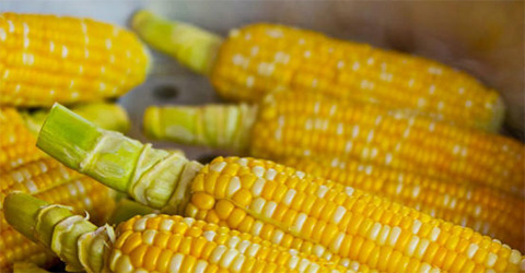 ভুট্টা খেলে