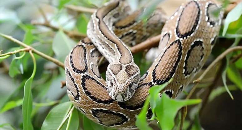 রাসেলস ভাইপার