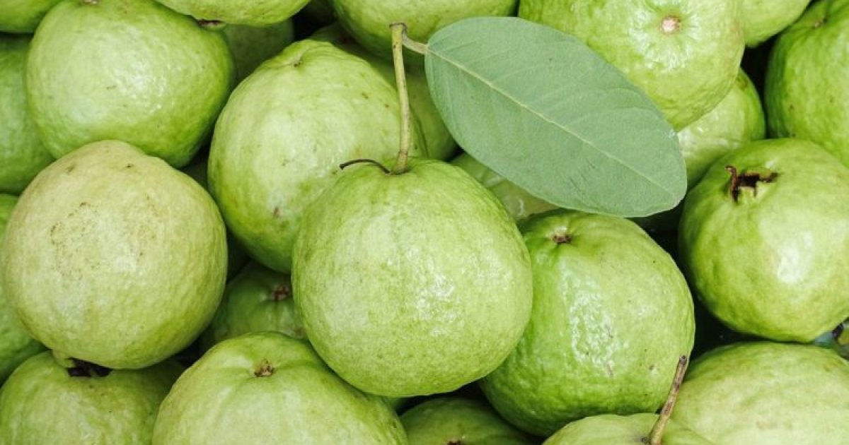 পেয়ারার স্বাস্থ্য উপকারিতা