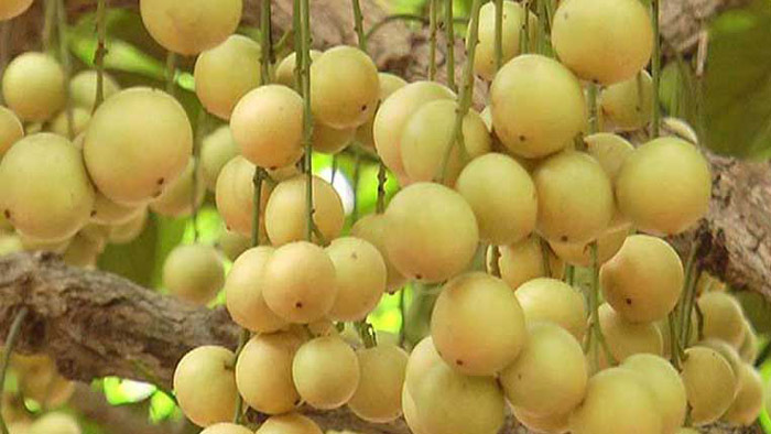 লটকনের পুষ্টি ও ঔষধিগুণ