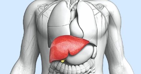 liver