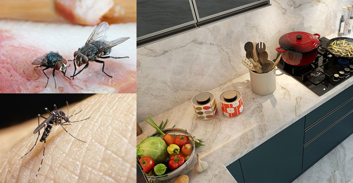 মাছি তাড়ানোর উপায়