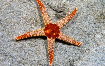 starfish