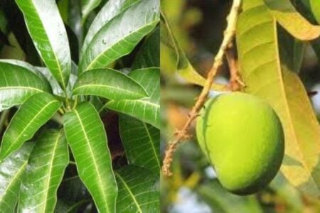 আমপাতা শরীরের